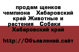 продам щенков чемпиона - Хабаровский край Животные и растения » Собаки   . Хабаровский край